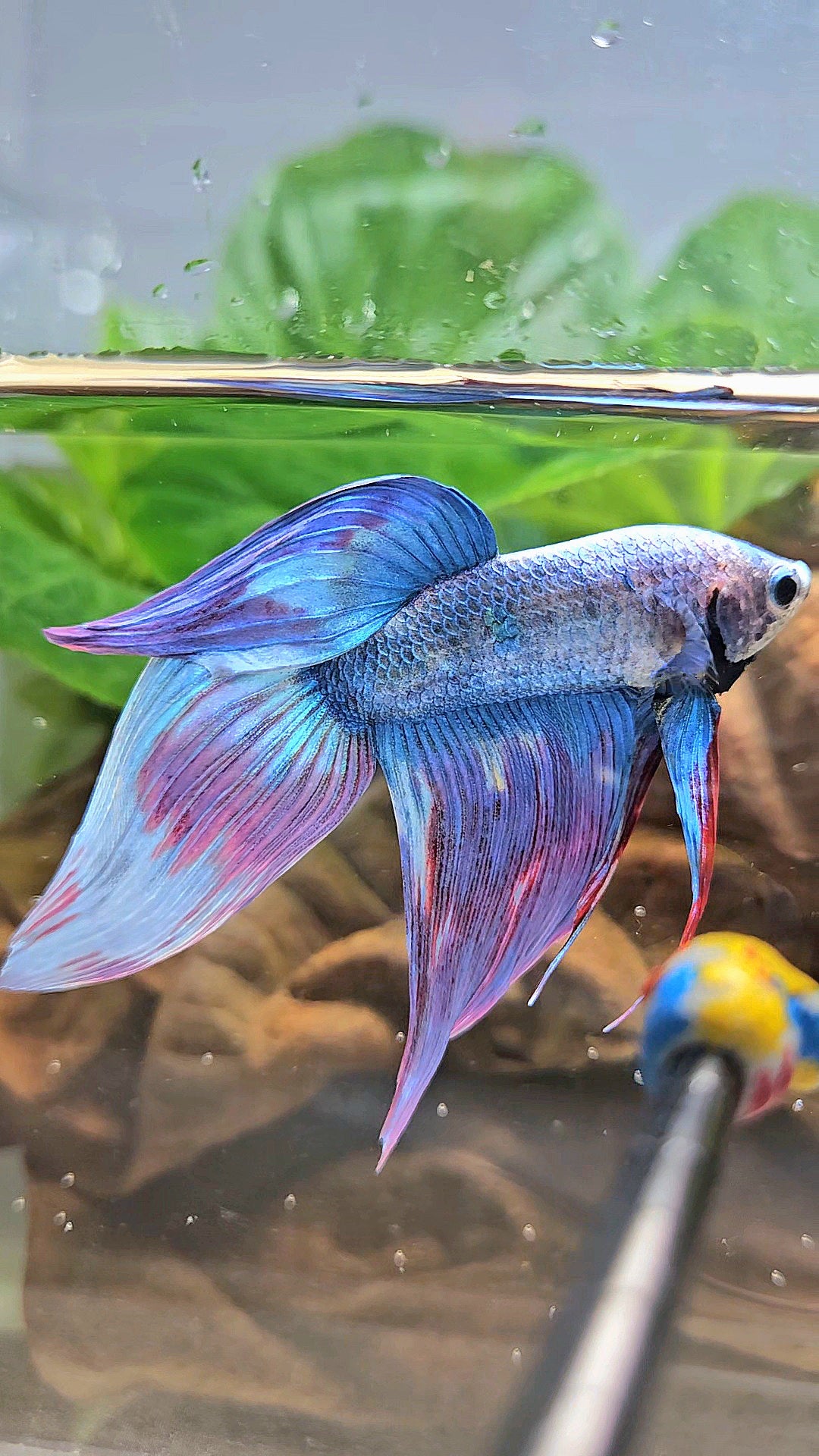 VEILTAIL WAROCHAI PURPLE MASCOT PATTERN BETTA FISH
