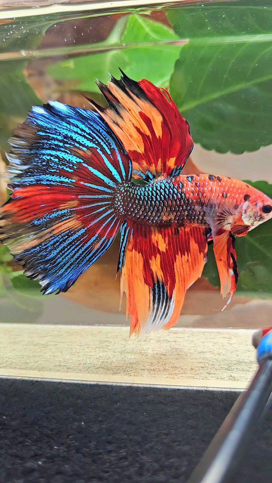 LUXURY GIANT HALFMOON TOTAL 8,5CM+ SUPER MULTICOLOR METALLIC FIRE BETTA FISH