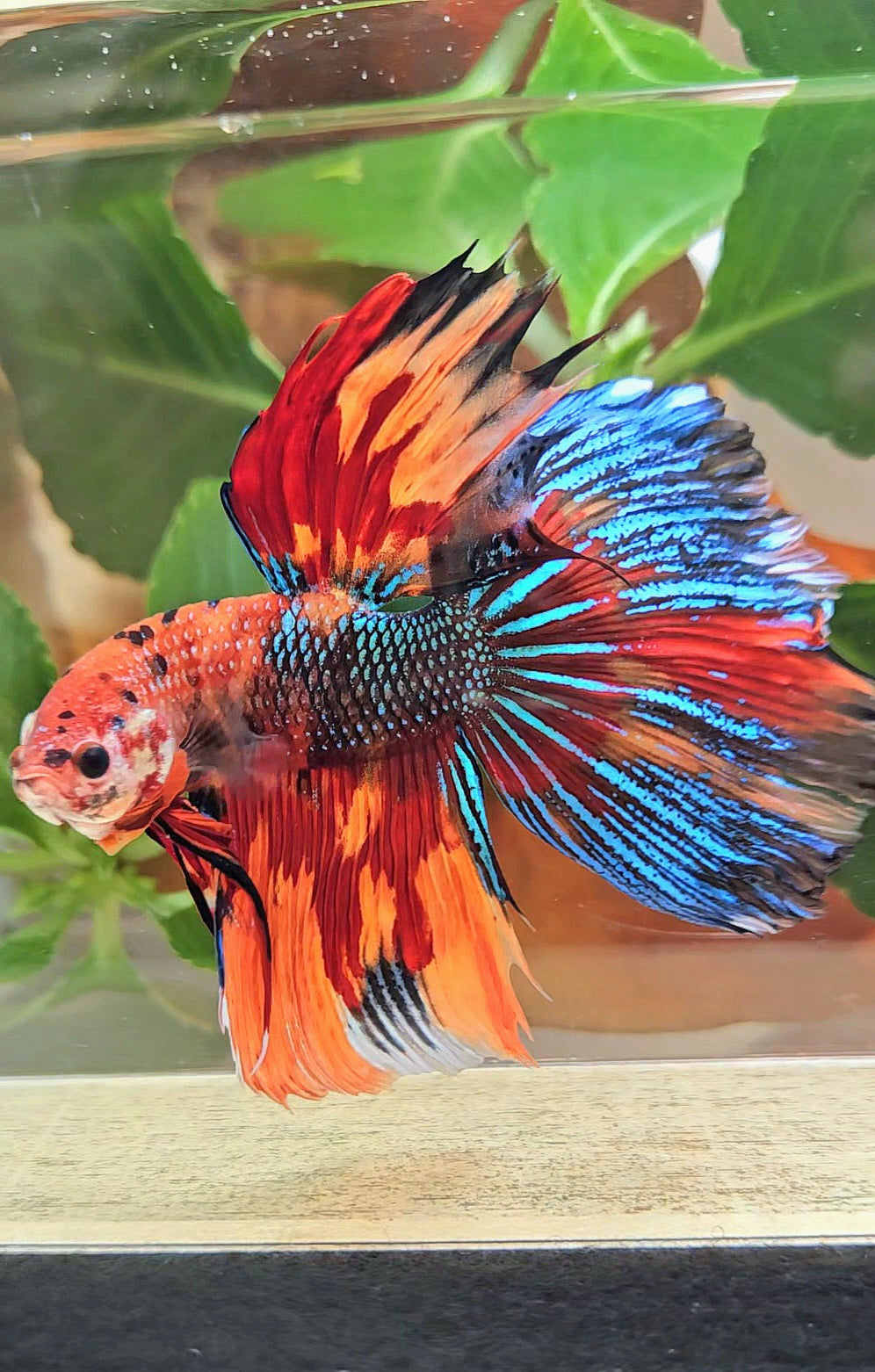 LUXURY GIANT HALFMOON TOTAL 8,5CM+ SUPER MULTICOLOR METALLIC FIRE BETTA FISH