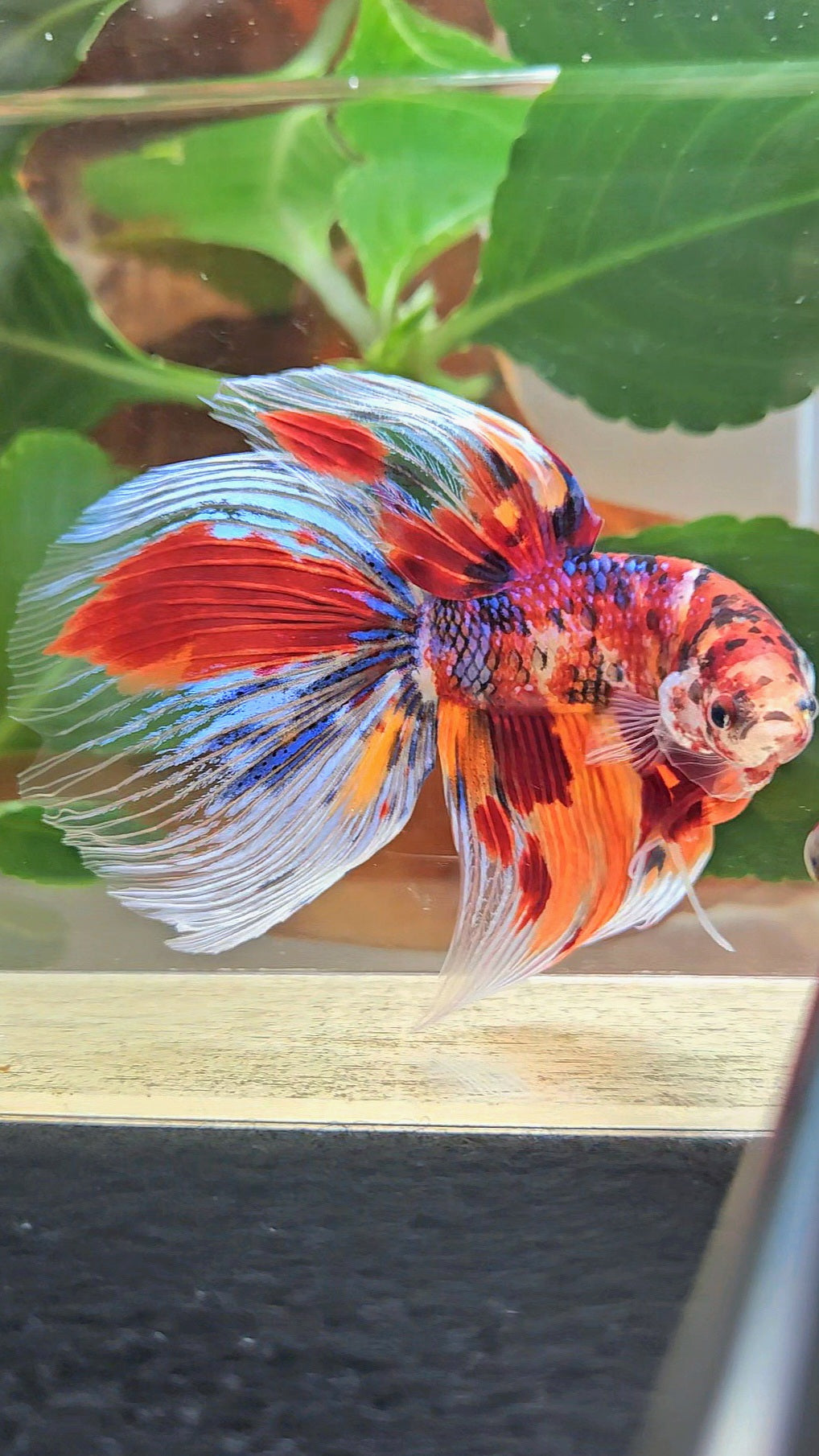 GIANT HALFMOON TOTAL 8,5CM+ FANCY FIRE MULTICOLOR BETTA FISH