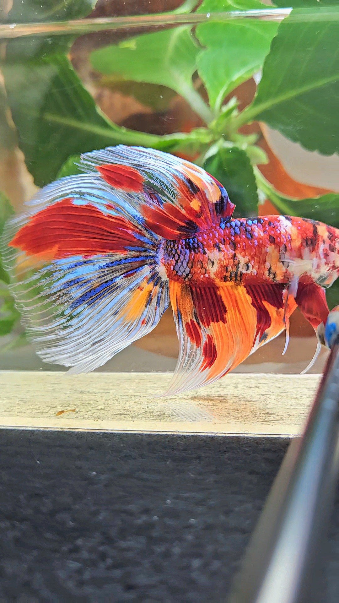 GIANT HALFMOON TOTAL 8,5CM+ FANCY FIRE MULTICOLOR BETTA FISH