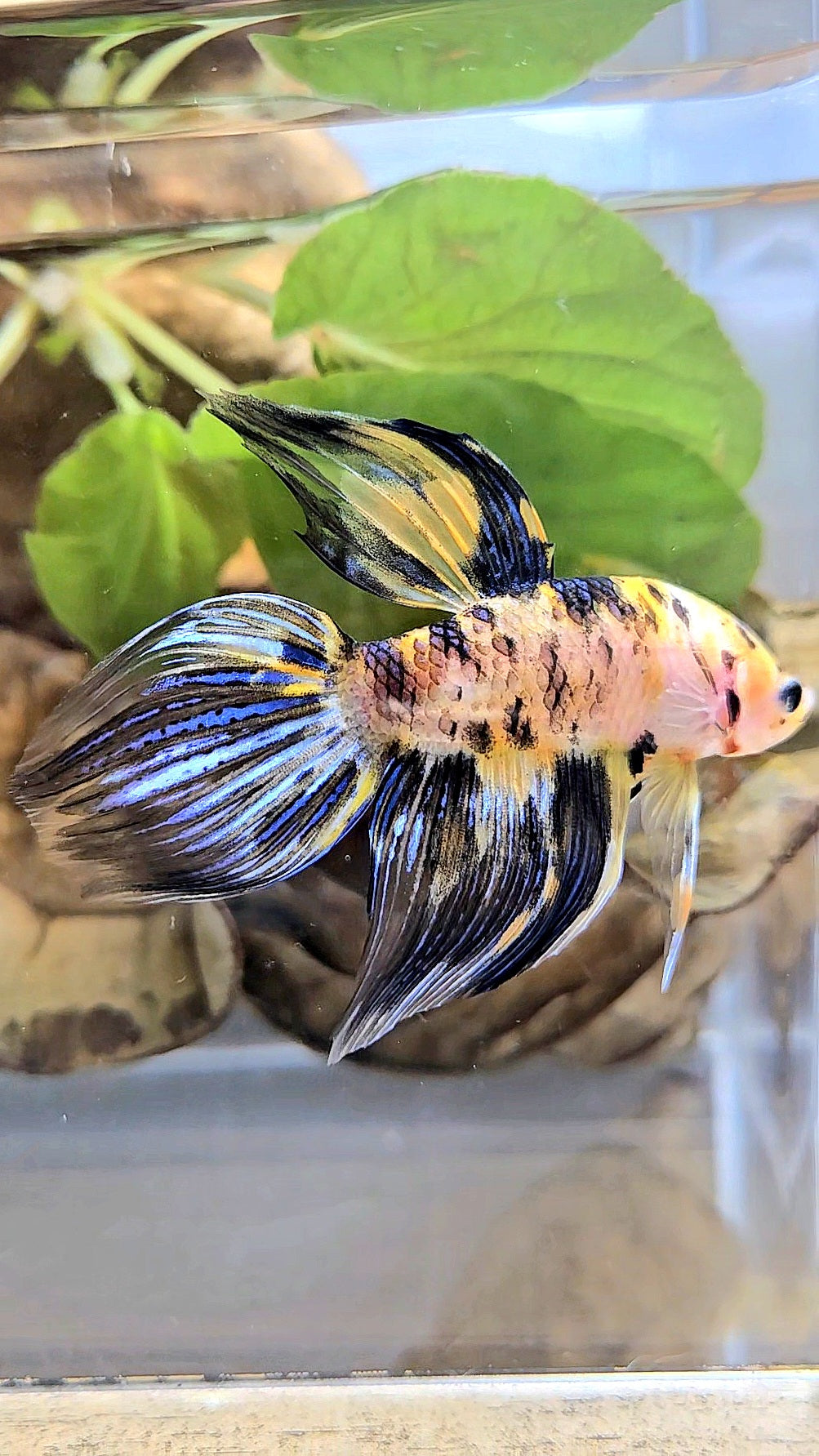 VEILTAIL YELLOW DOTS MARBLE TIGER MULTICOLOR BETTA FISH