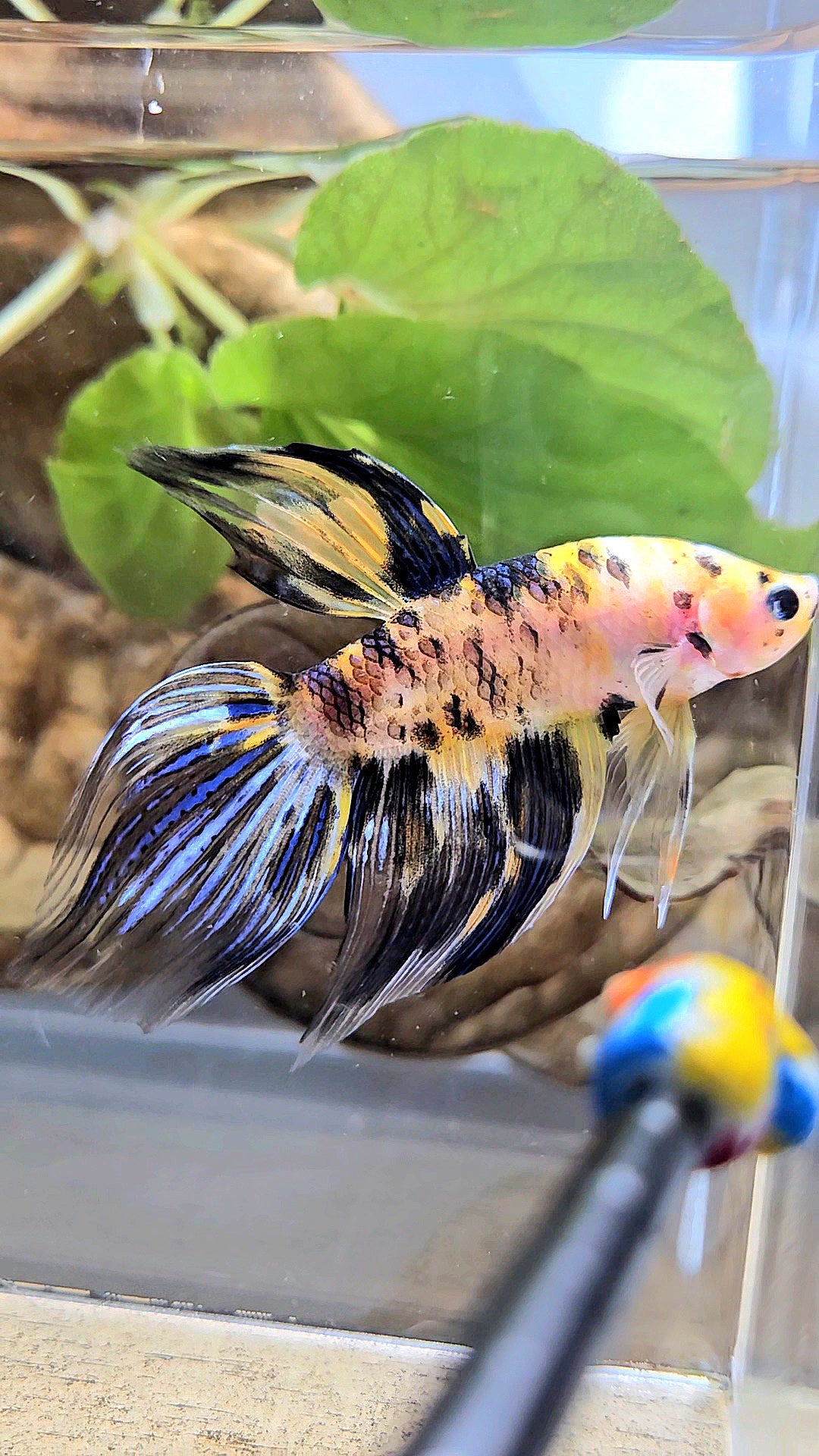 VEILTAIL YELLOW DOTS MARBLE TIGER MULTICOLOR BETTA FISH