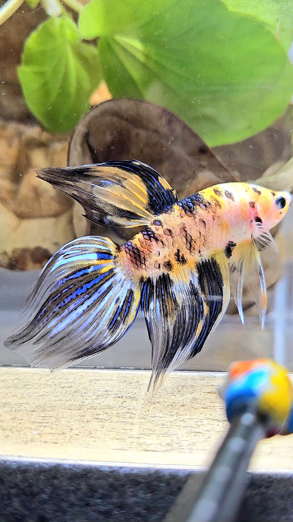 VEILTAIL YELLOW DOTS MARBLE TIGER MULTICOLOR BETTA FISH