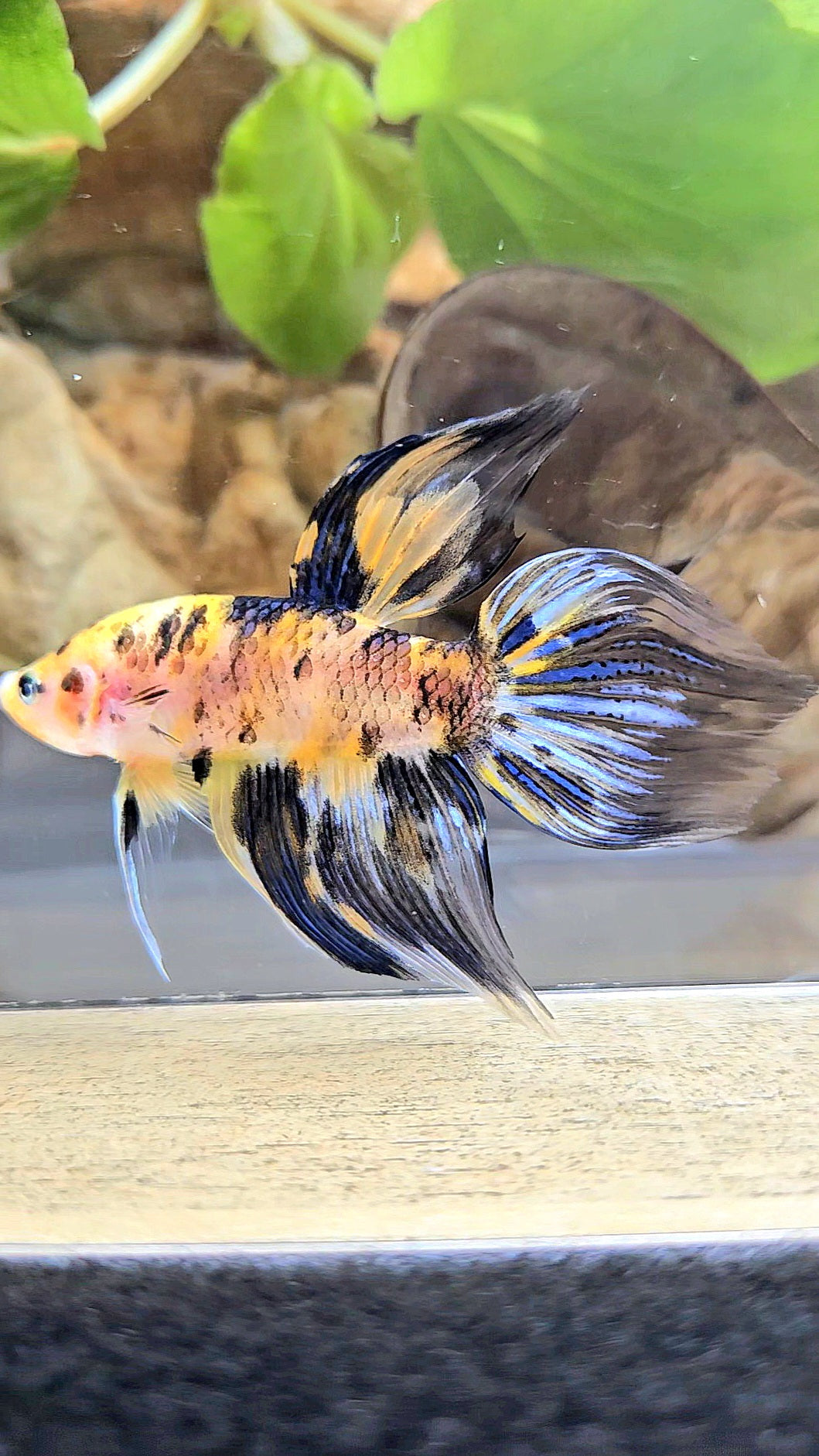 VEILTAIL YELLOW DOTS MARBLE TIGER MULTICOLOR BETTA FISH