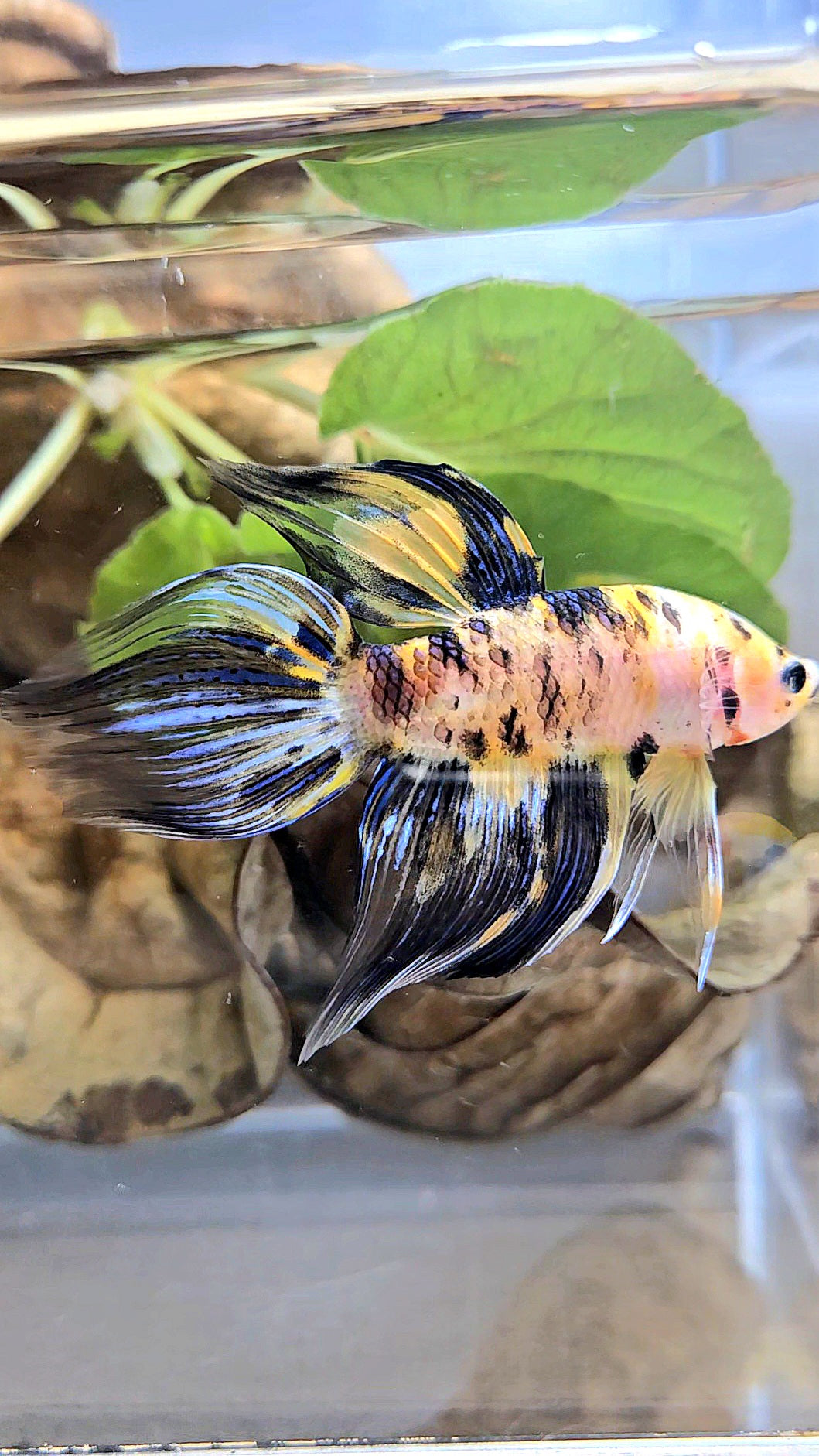 VEILTAIL YELLOW DOTS MARBLE TIGER MULTICOLOR BETTA FISH