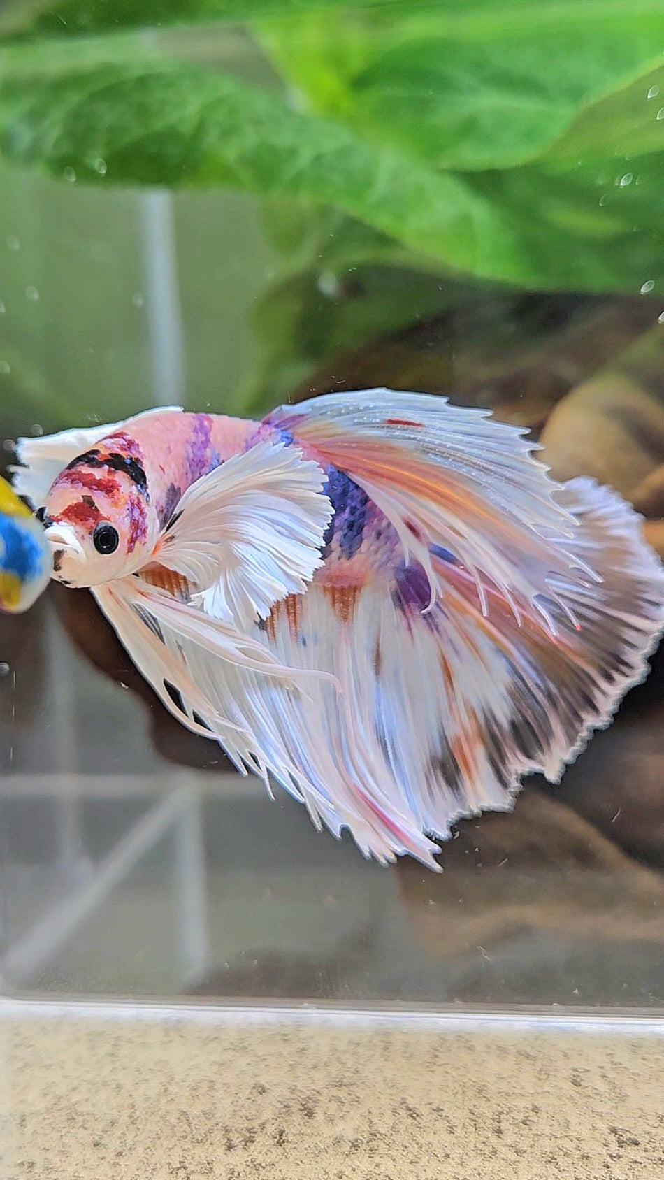 HALFMOON DUMBO EAR CANDY MULTICOLOR BETTA FISH