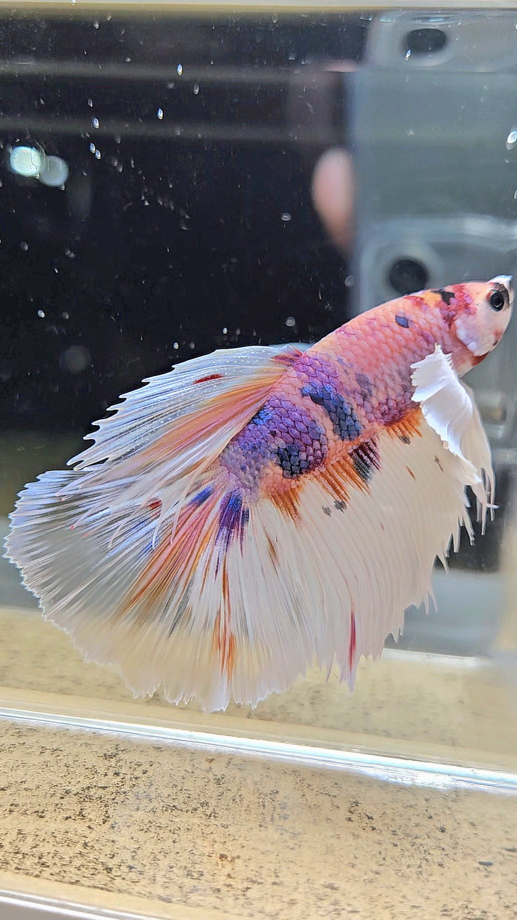 HALFMOON DUMBO EAR CANDY MULTICOLOR BETTA FISH