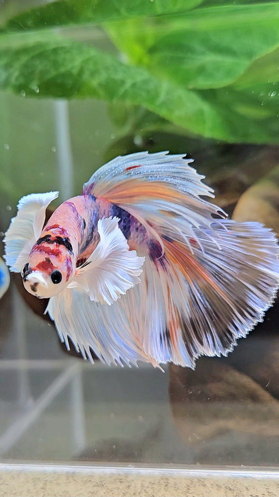 HALFMOON DUMBO EAR CANDY MULTICOLOR BETTA FISH