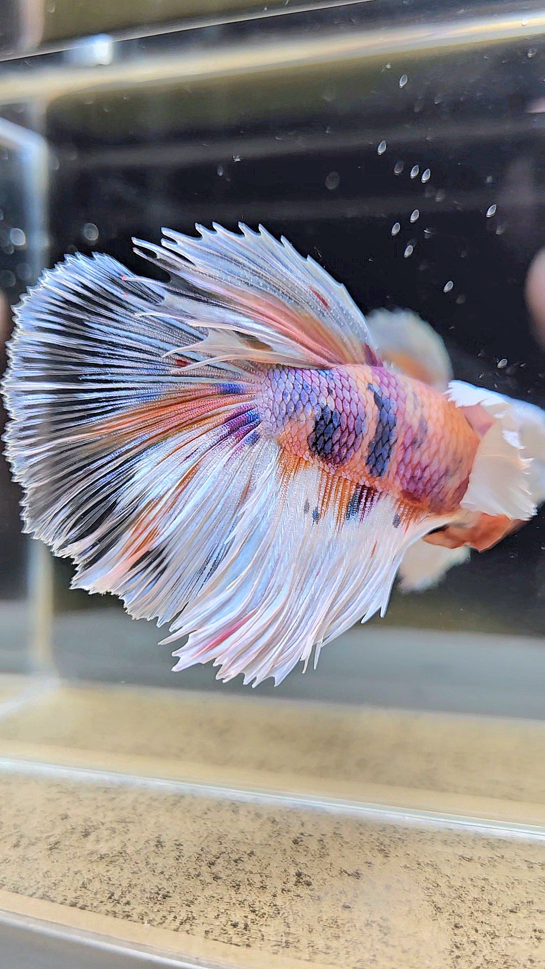 HALFMOON DUMBO EAR CANDY MULTICOLOR BETTA FISH