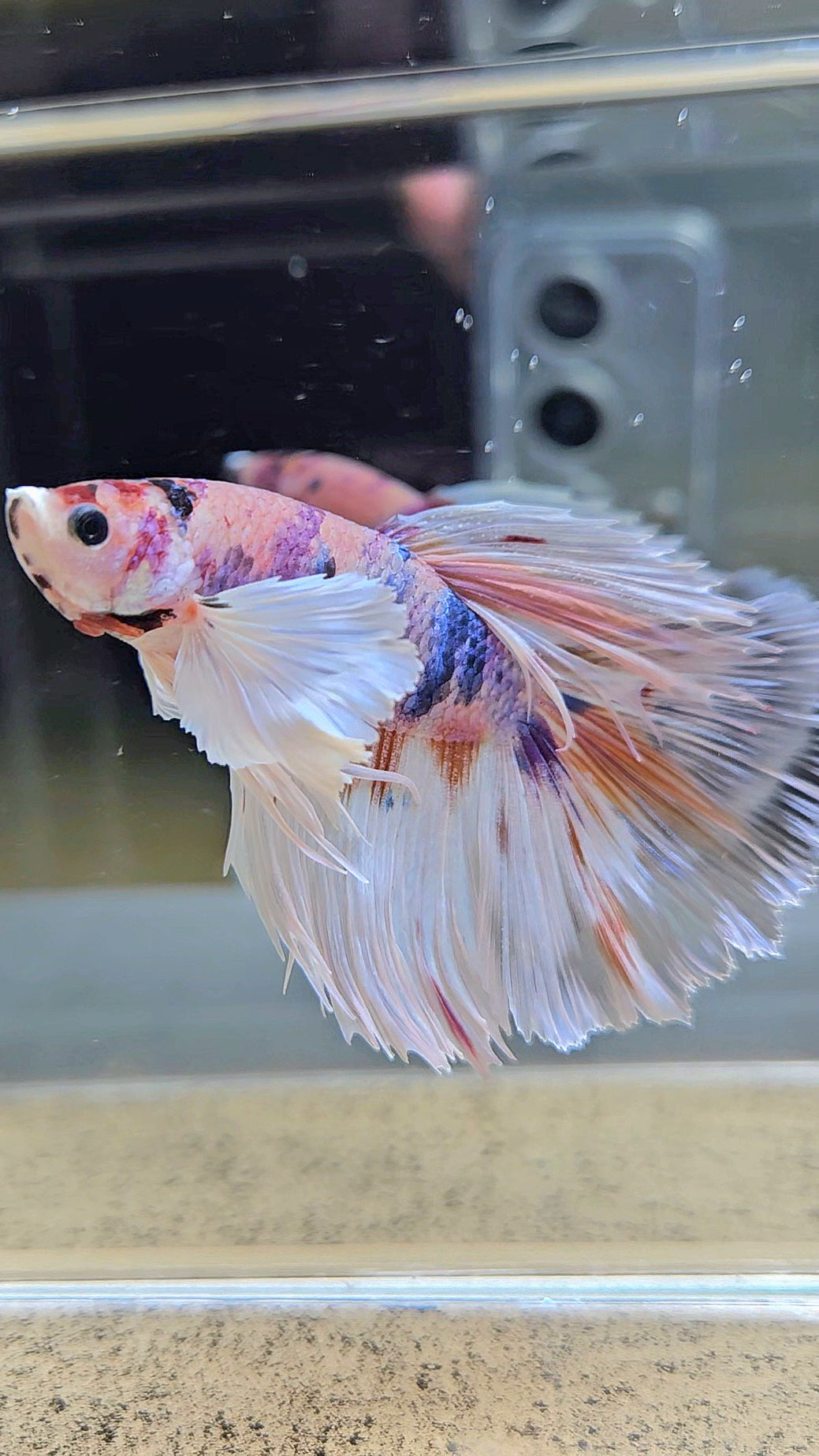 HALFMOON DUMBO EAR CANDY MULTICOLOR BETTA FISH