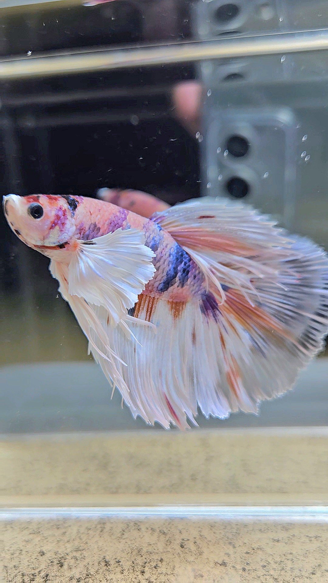 HALFMOON DUMBO EAR CANDY MULTICOLOR BETTA FISH