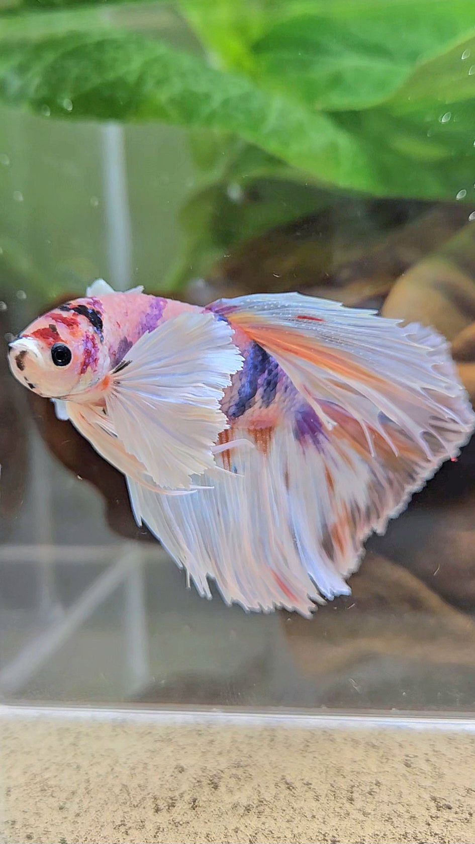 HALFMOON DUMBO EAR CANDY MULTICOLOR BETTA FISH