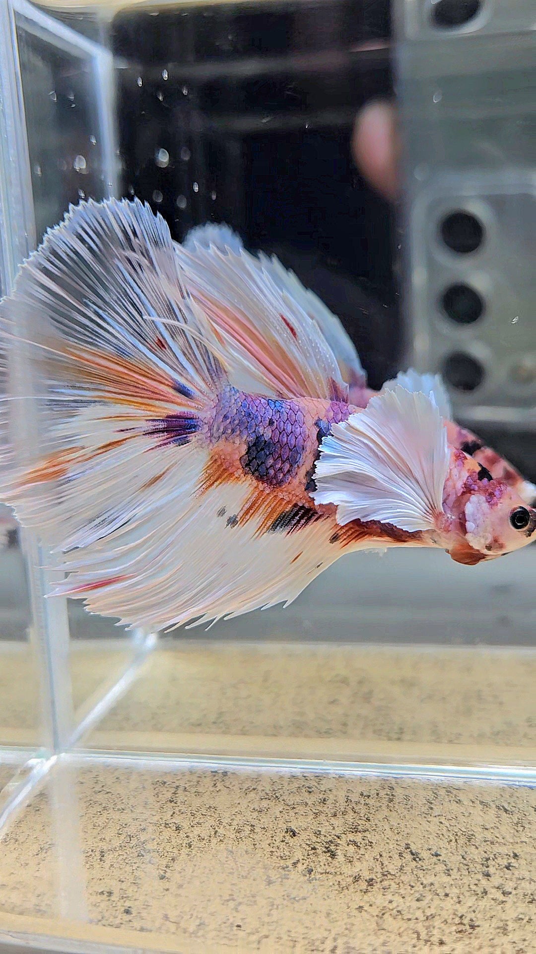 HALFMOON DUMBO EAR CANDY MULTICOLOR BETTA FISH