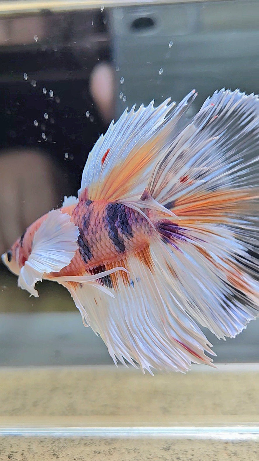 HALFMOON DUMBO EAR CANDY MULTICOLOR BETTA FISH