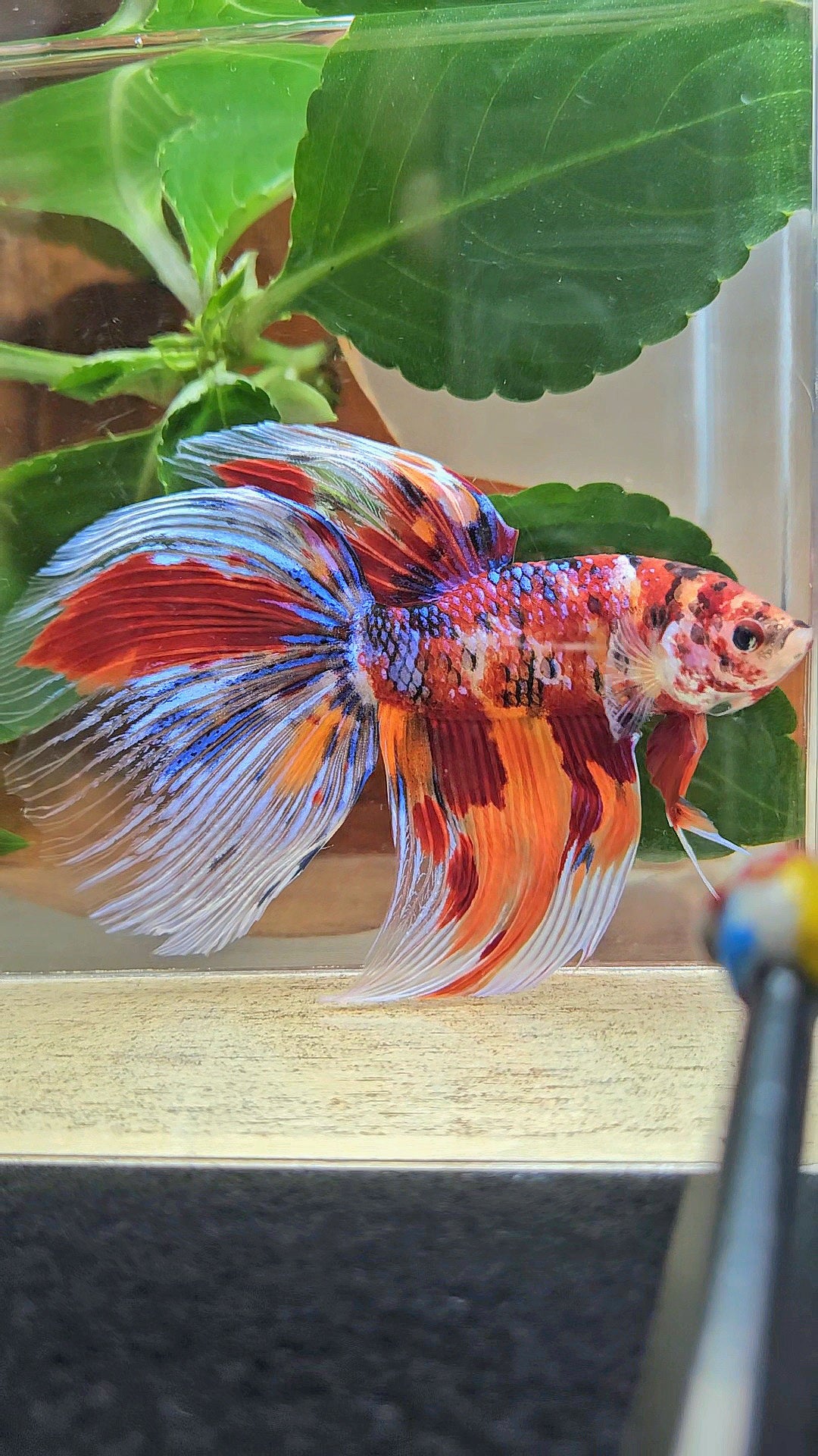 GIANT HALFMOON TOTAL 8,5CM+ FANCY FIRE MULTICOLOR BETTA FISH