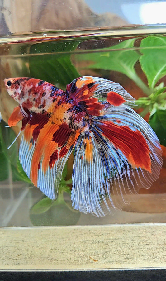 GIANT HALFMOON TOTAL 8,5CM+ FANCY FIRE MULTICOLOR BETTA FISH