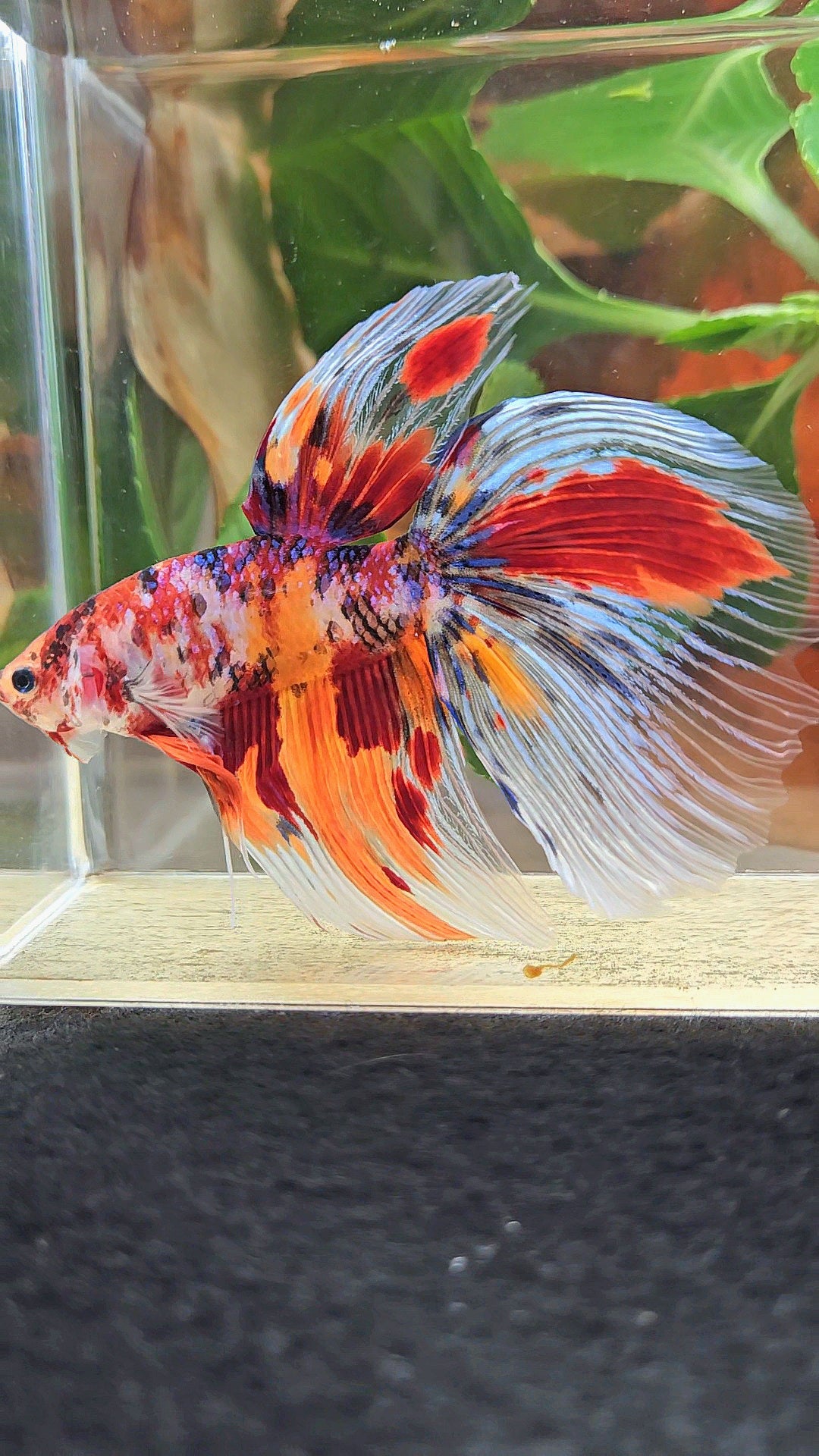 GIANT HALFMOON TOTAL 8,5CM+ FANCY FIRE MULTICOLOR BETTA FISH