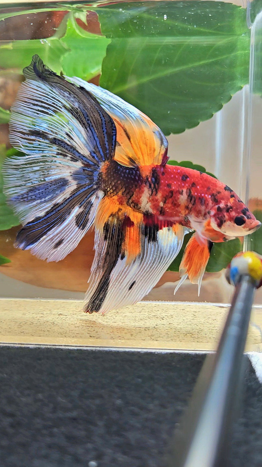 GIANT HALFMOON TOTAL 8,5CM+ FANCY METALLIC MULTICOLOR BETTA FISH