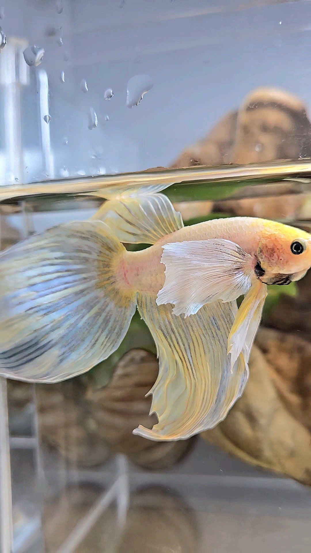 XXL VEILTAIL DUMBO EAR YELLOW SOFTGOLD BETTA FISH