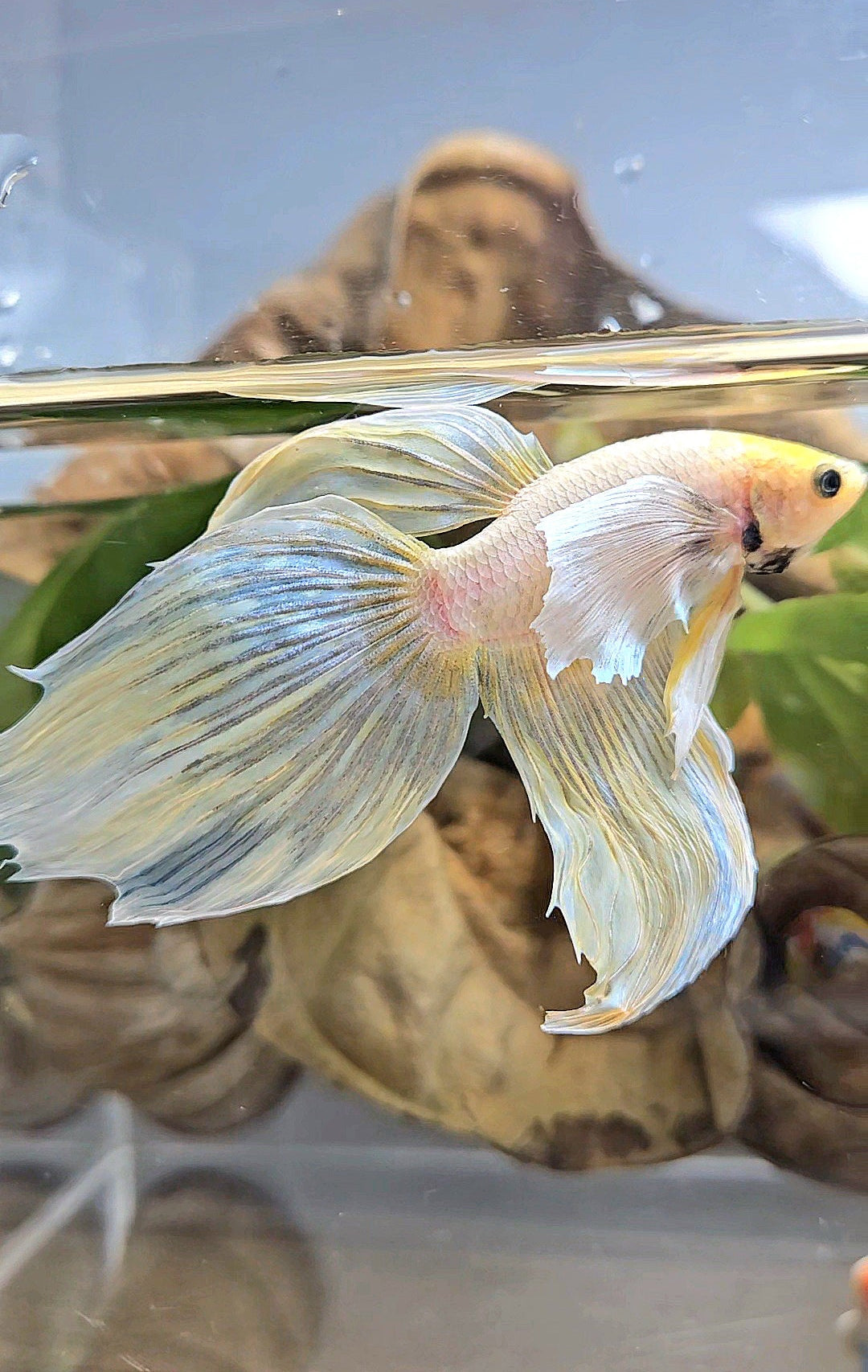 XXL VEILTAIL DUMBO EAR YELLOW SOFTGOLD BETTA FISH