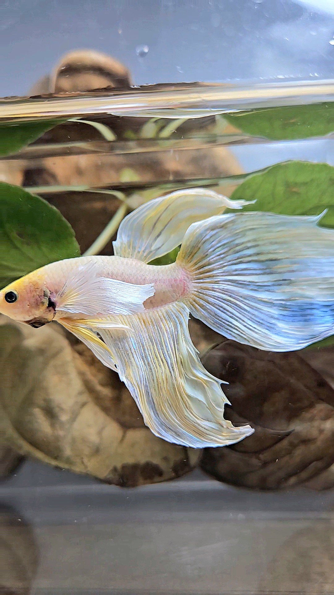 XXL VEILTAIL DUMBO EAR YELLOW SOFTGOLD BETTA FISH