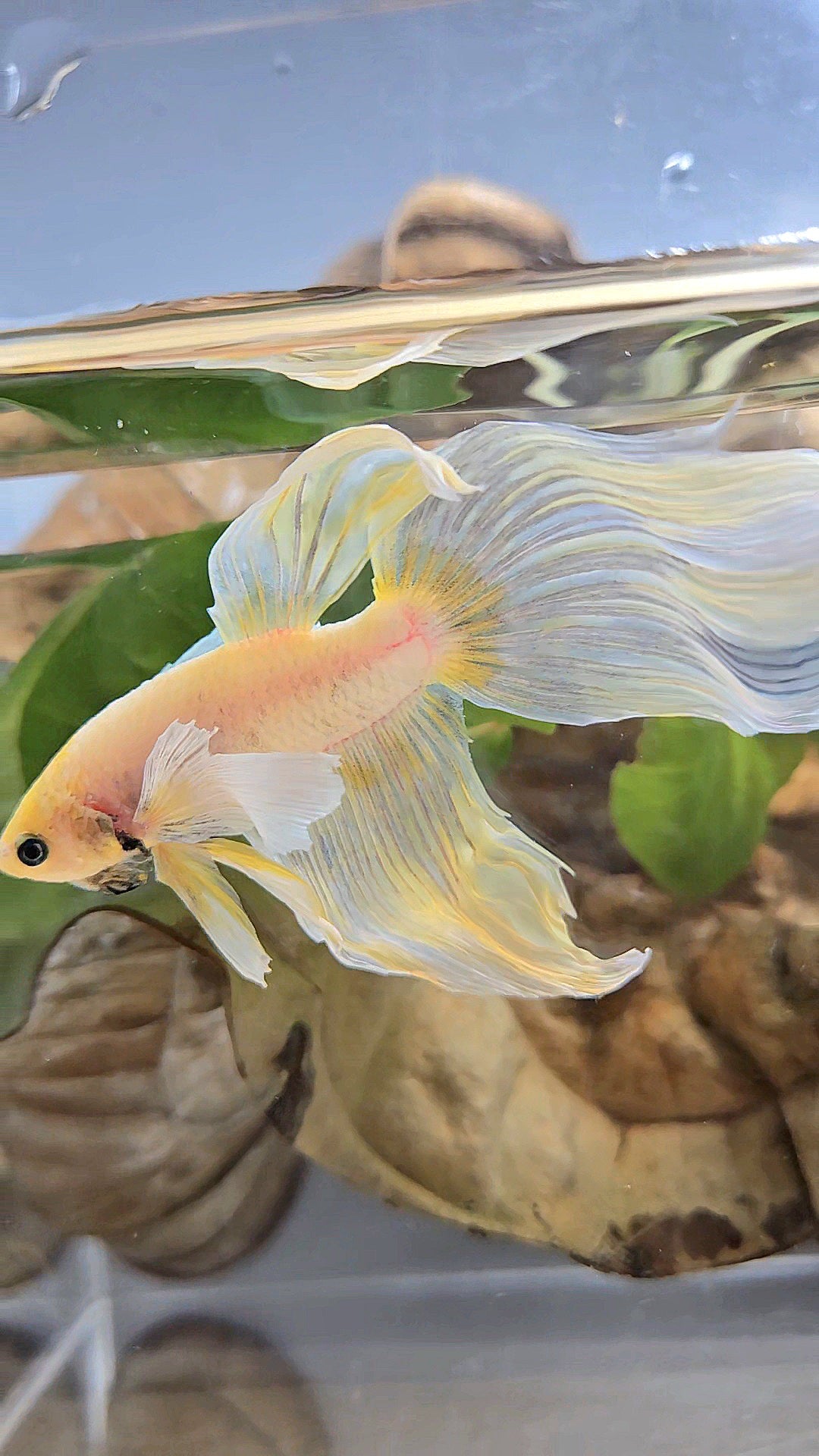 XXL VEILTAIL DUMBO EAR YELLOW SOFTGOLD BETTA FISH