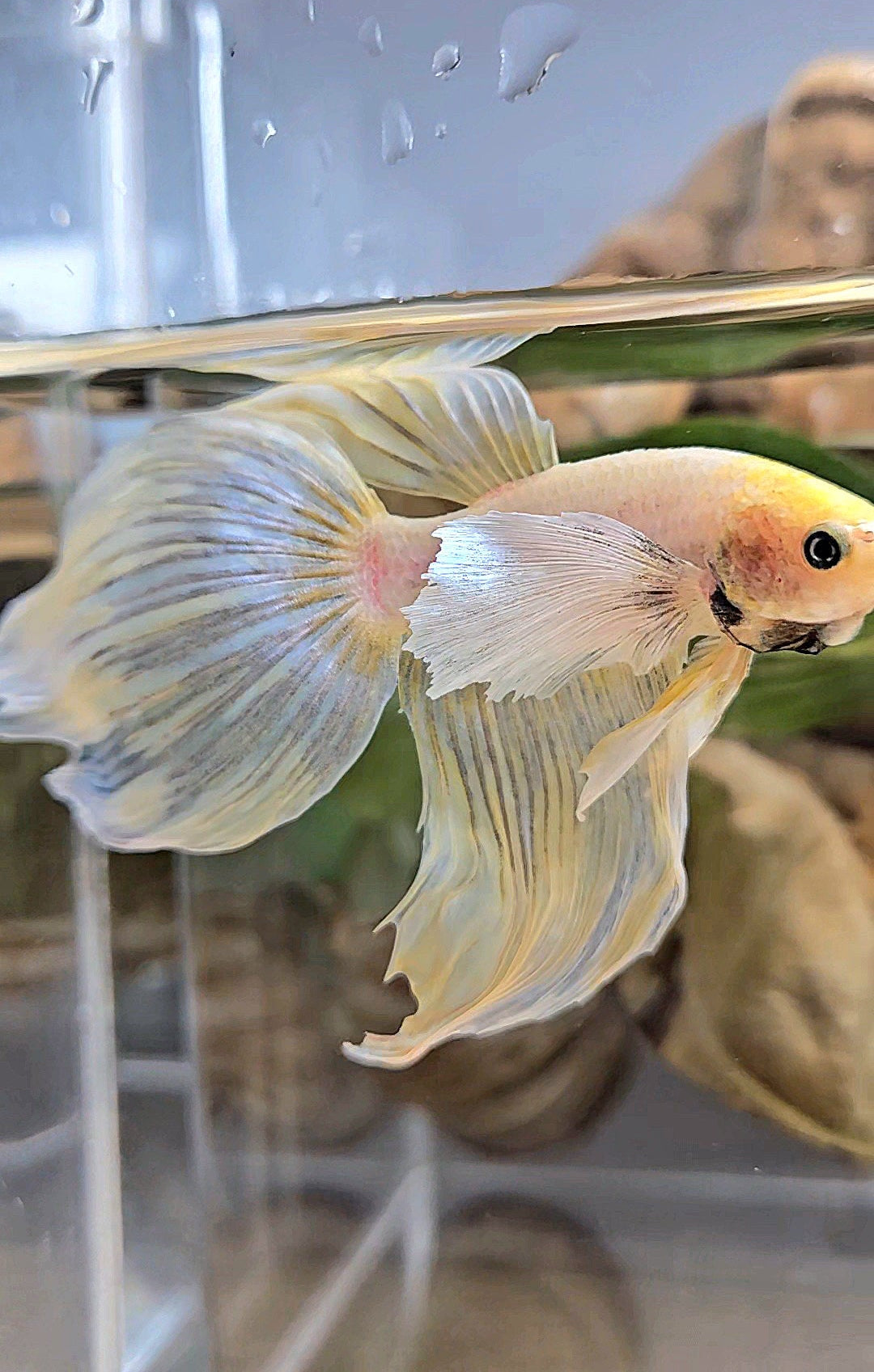 XXL VEILTAIL DUMBO EAR YELLOW SOFTGOLD BETTA FISH