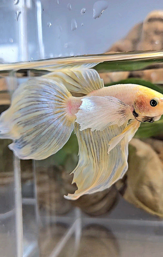 XXL VEILTAIL DUMBO EAR YELLOW SOFTGOLD BETTA FISH