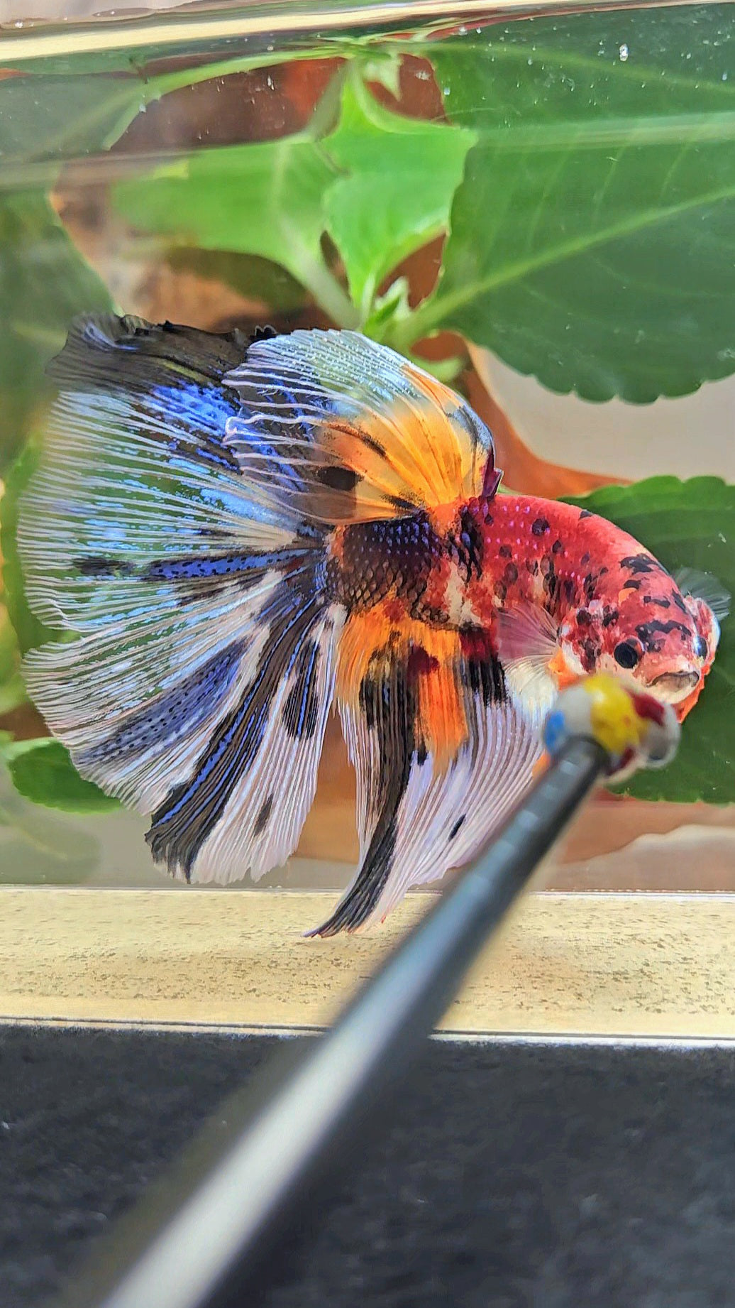 GIANT HALFMOON TOTAL 8,5CM+ FANCY METALLIC MULTICOLOR BETTA FISH