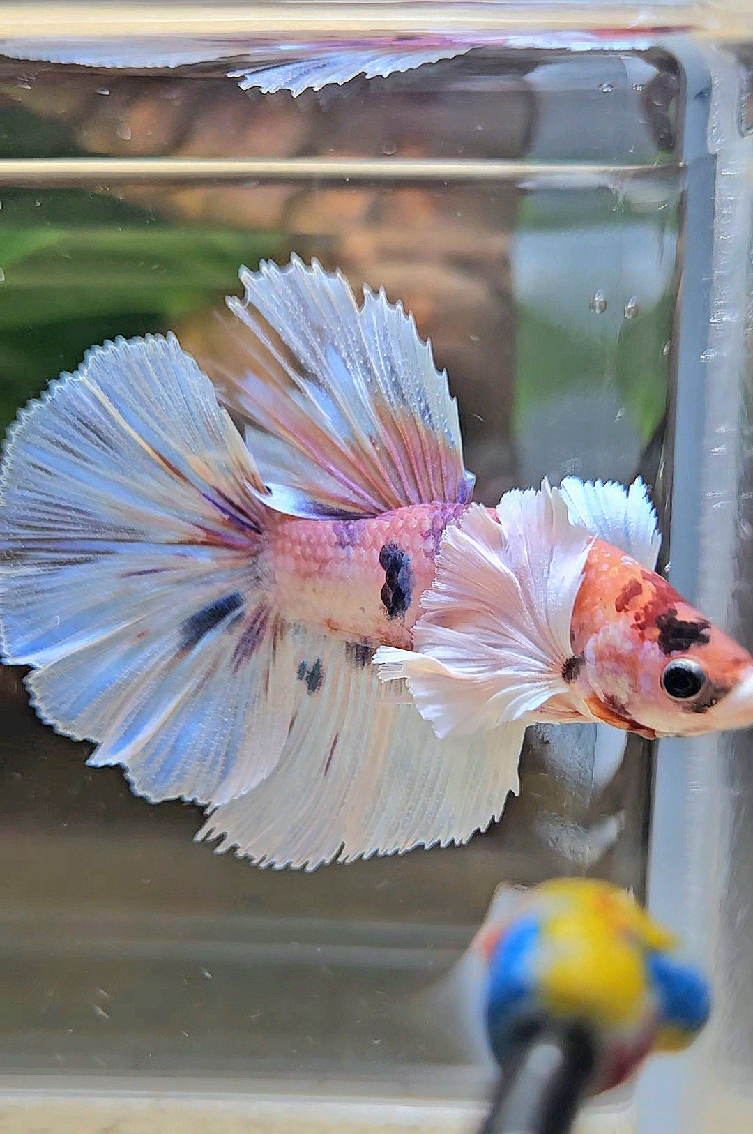 HALFMOON DUMBO EAR CANDY MULTICOLOR BETTA FISH