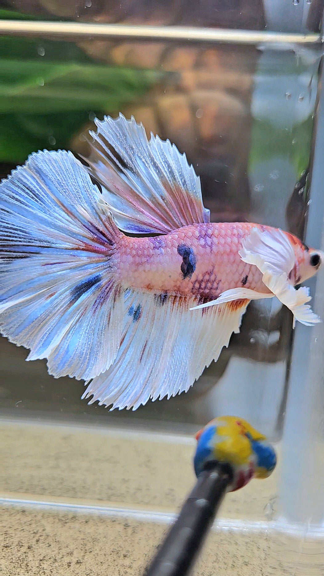 HALFMOON DUMBO EAR CANDY MULTICOLOR BETTA FISH