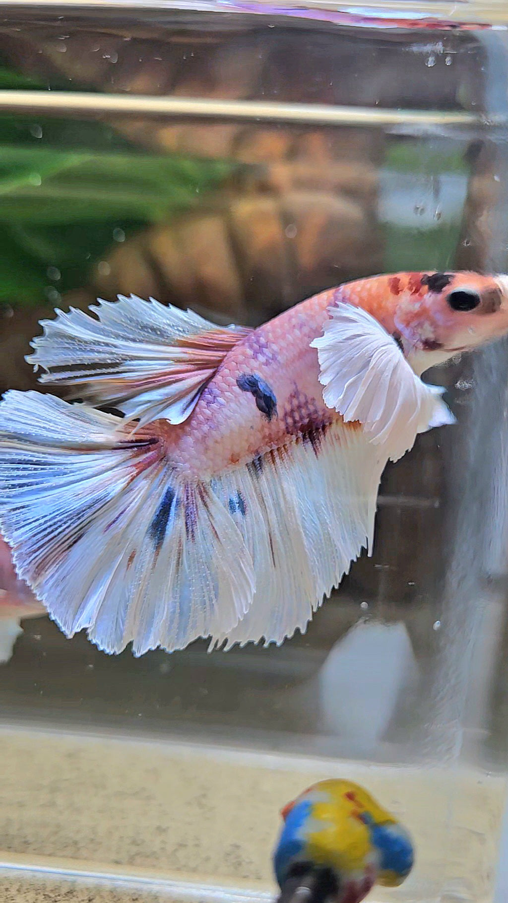 HALFMOON DUMBO EAR CANDY MULTICOLOR BETTA FISH