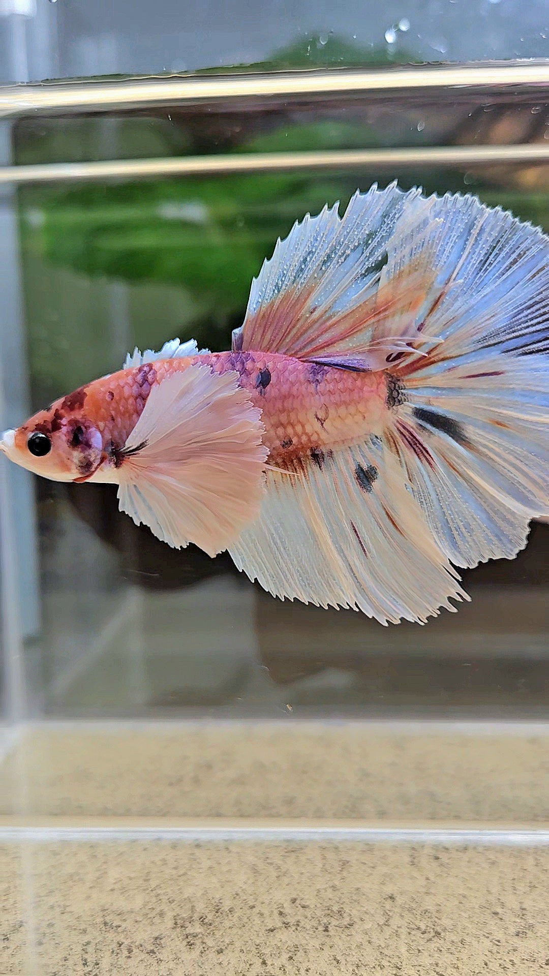 HALFMOON DUMBO EAR CANDY MULTICOLOR BETTA FISH