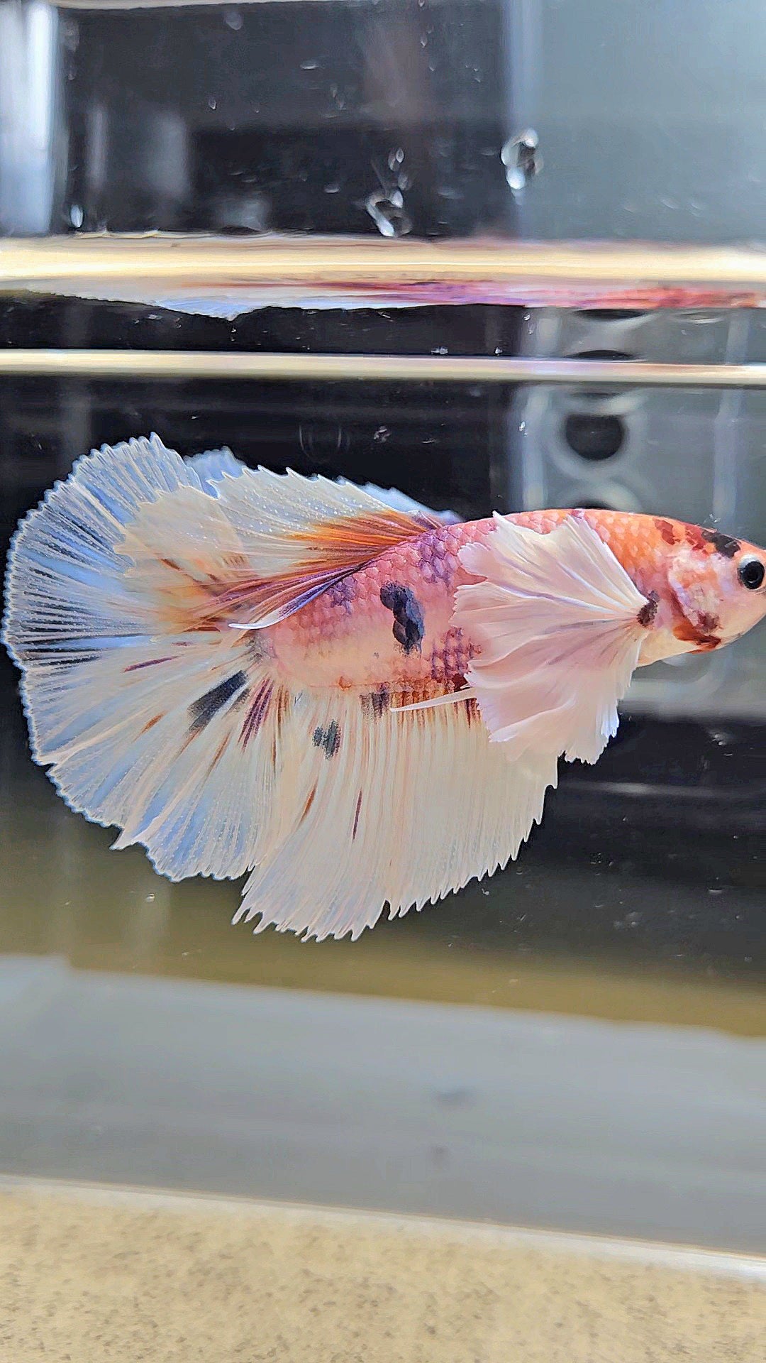 HALFMOON DUMBO EAR CANDY MULTICOLOR BETTA FISH