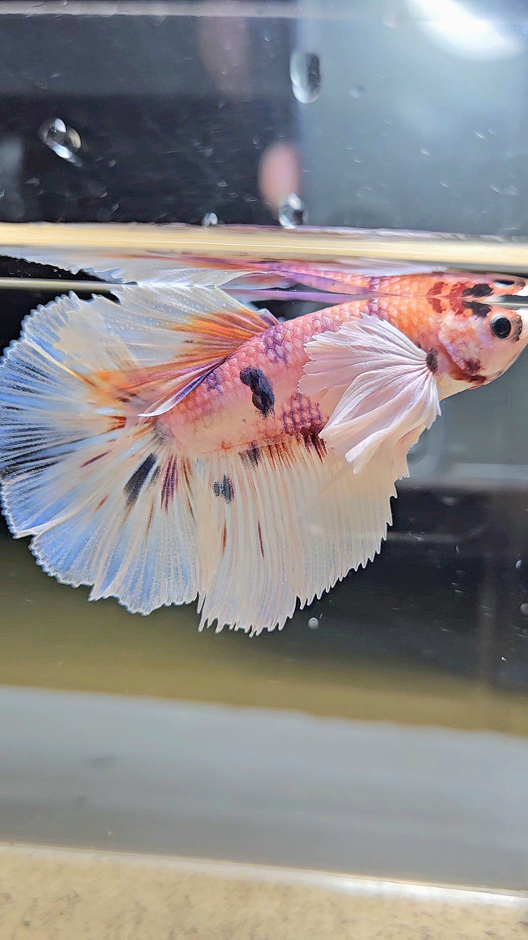 HALFMOON DUMBO EAR CANDY MULTICOLOR BETTA FISH