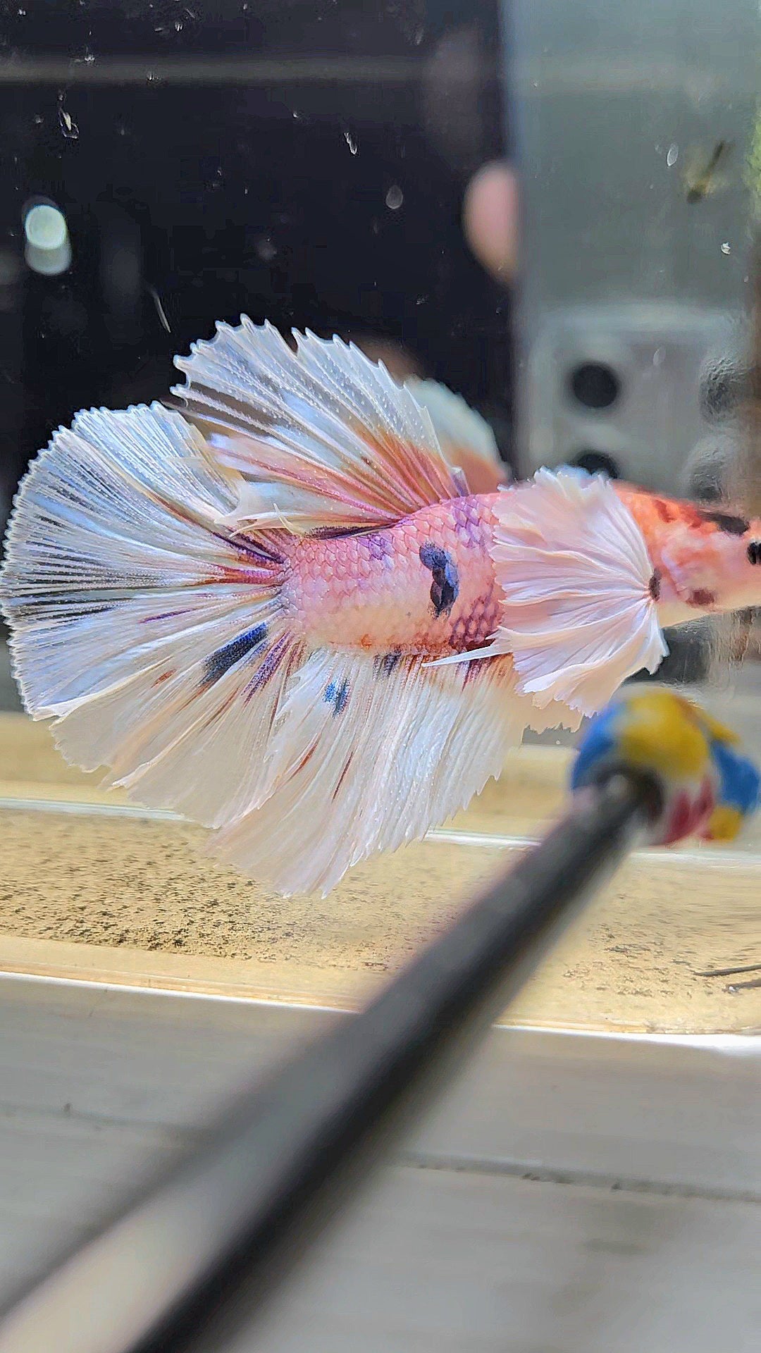 HALFMOON DUMBO EAR CANDY MULTICOLOR BETTA FISH