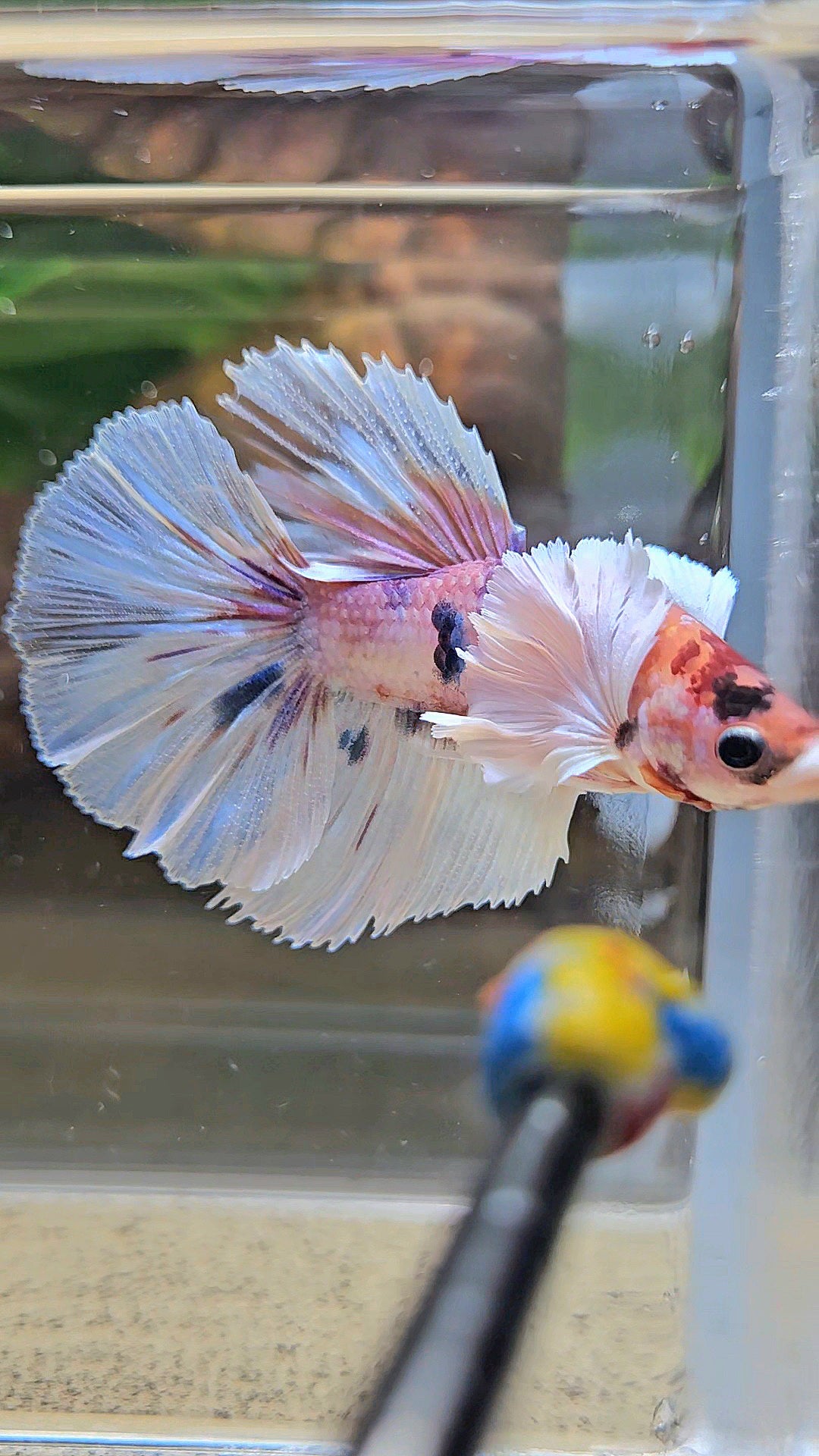 HALFMOON DUMBO EAR CANDY MULTICOLOR BETTA FISH