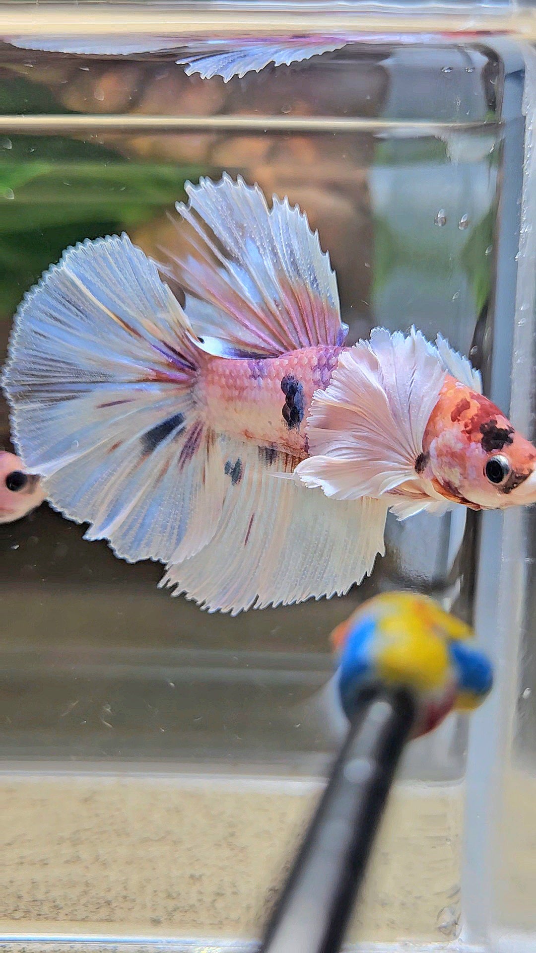 HALFMOON DUMBO EAR CANDY MULTICOLOR BETTA FISH