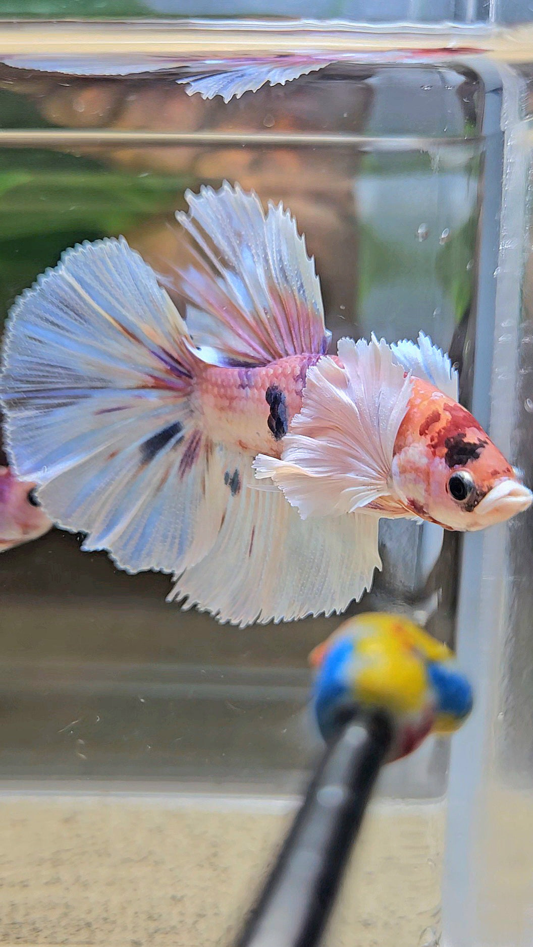 HALFMOON DUMBO EAR CANDY MULTICOLOR BETTA FISH