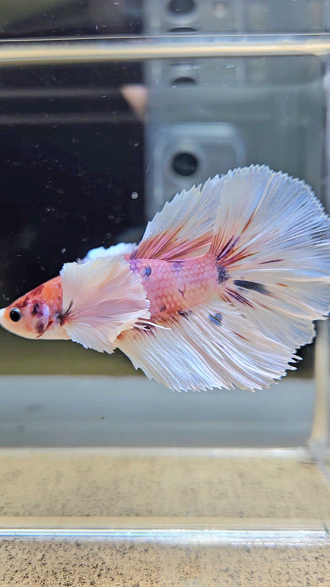 HALFMOON DUMBO EAR CANDY MULTICOLOR BETTA FISH
