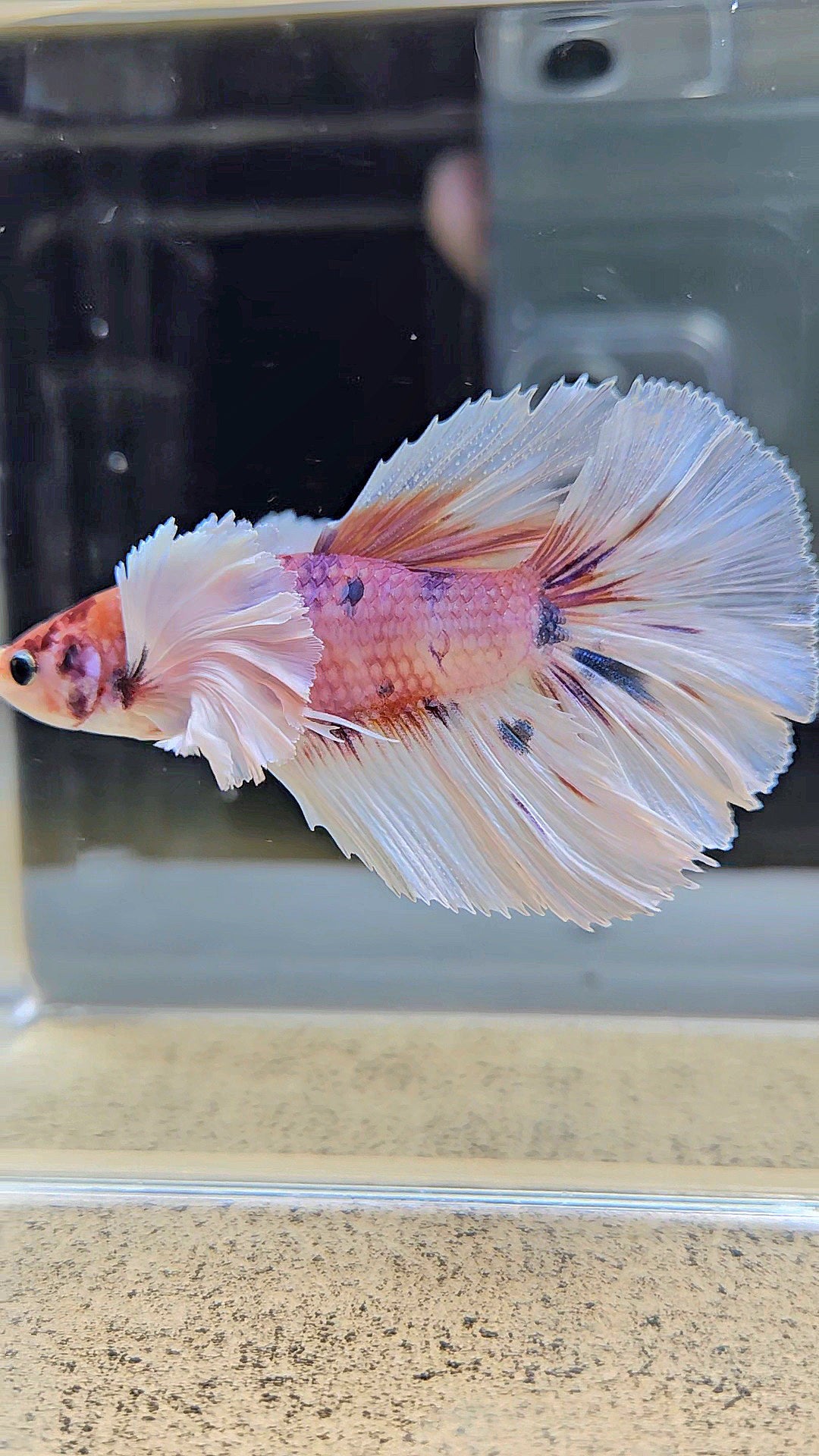 HALFMOON DUMBO EAR CANDY MULTICOLOR BETTA FISH