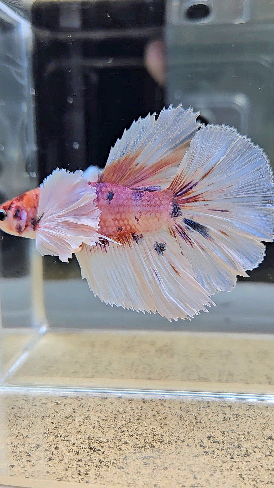 HALFMOON DUMBO EAR CANDY MULTICOLOR BETTA FISH