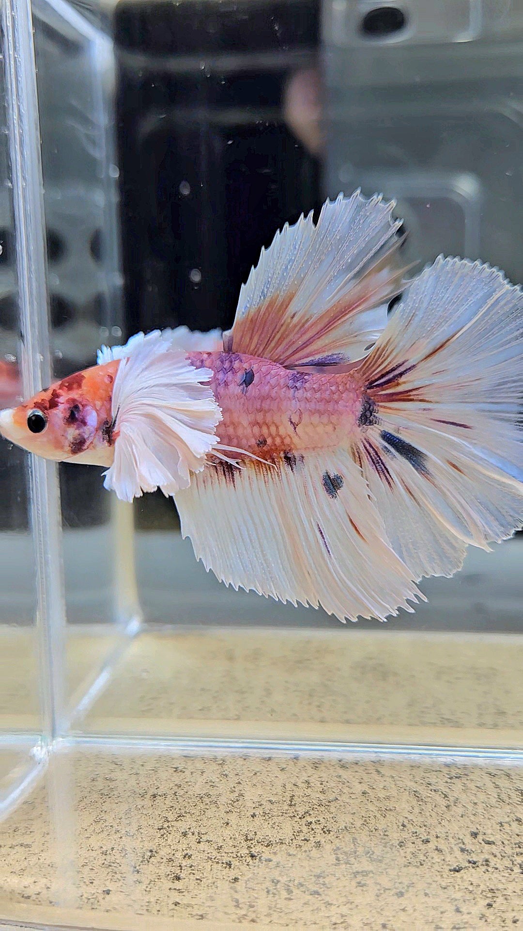 HALFMOON DUMBO EAR CANDY MULTICOLOR BETTA FISH