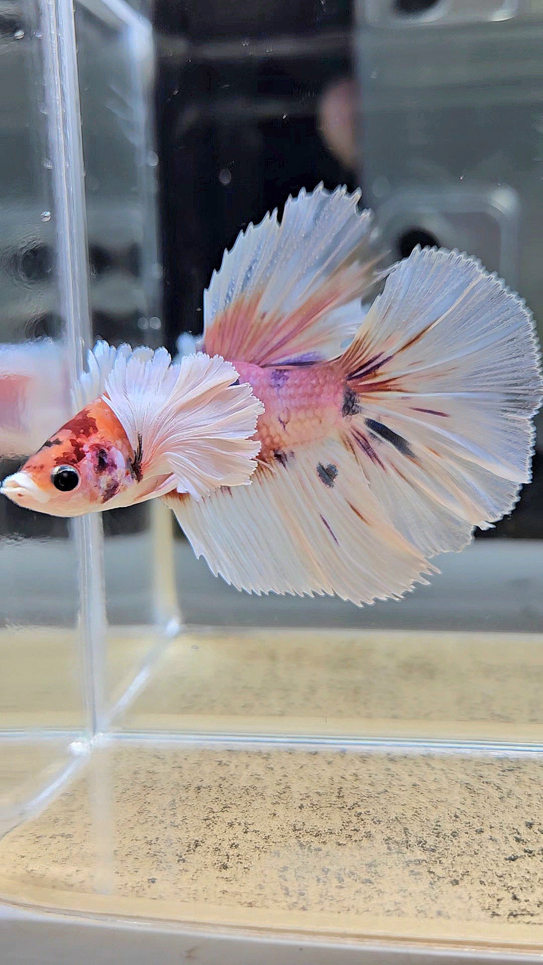 HALFMOON DUMBO EAR CANDY MULTICOLOR BETTA FISH