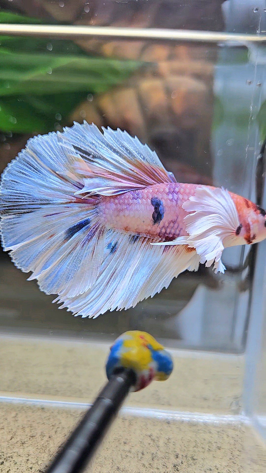 HALFMOON DUMBO EAR CANDY MULTICOLOR BETTA FISH