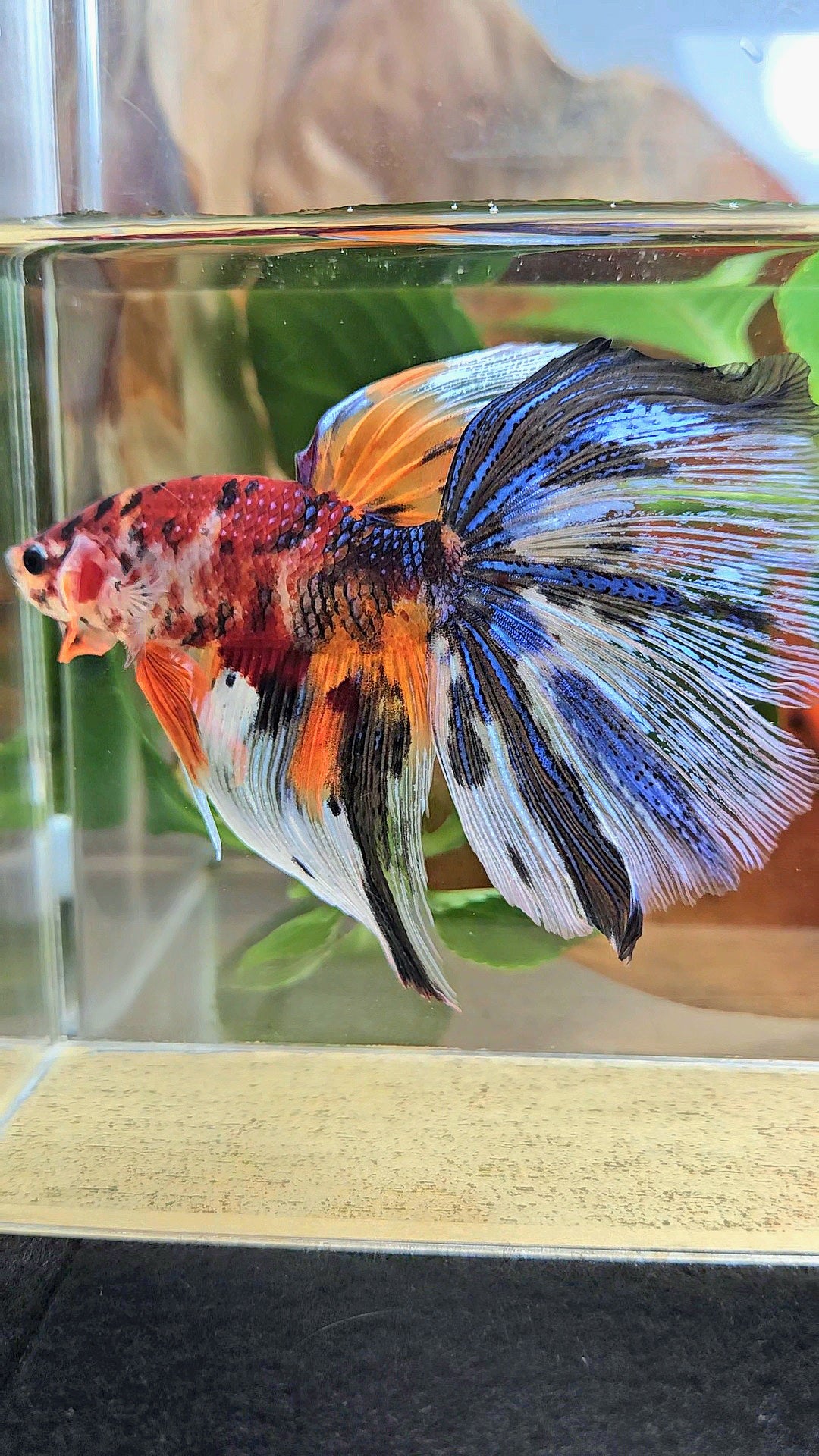 GIANT HALFMOON TOTAL 8,5CM+ FANCY METALLIC MULTICOLOR BETTA FISH