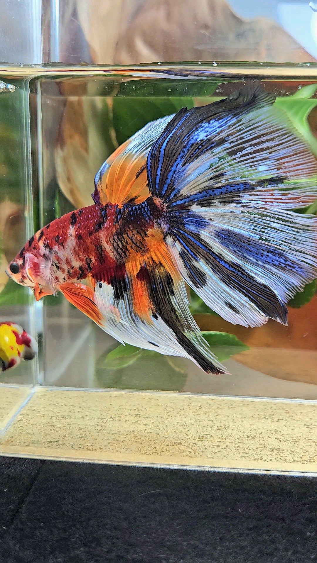 GIANT HALFMOON TOTAL 8,5CM+ FANCY METALLIC MULTICOLOR BETTA FISH