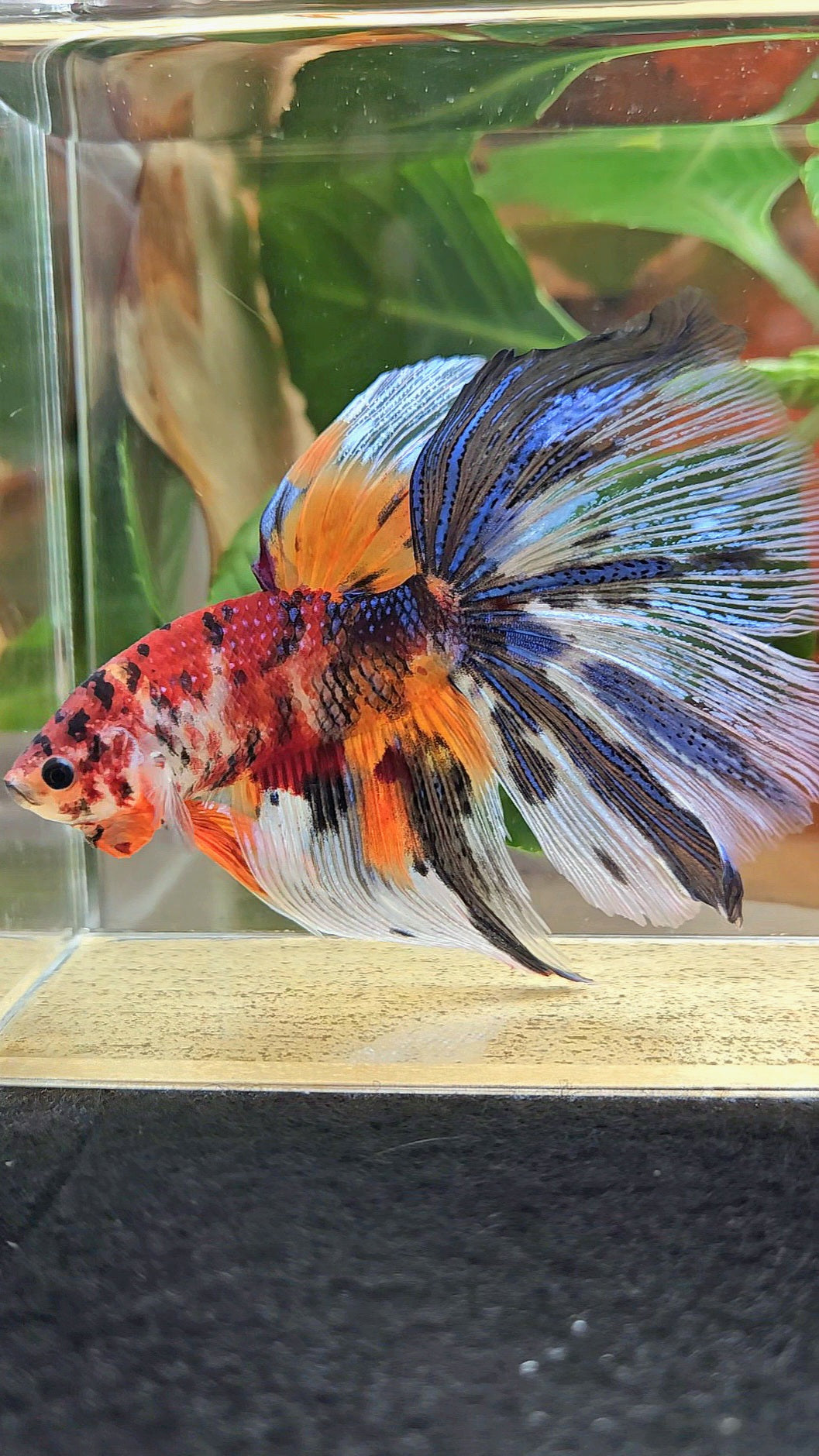 GIANT HALFMOON TOTAL 8,5CM+ FANCY METALLIC MULTICOLOR BETTA FISH