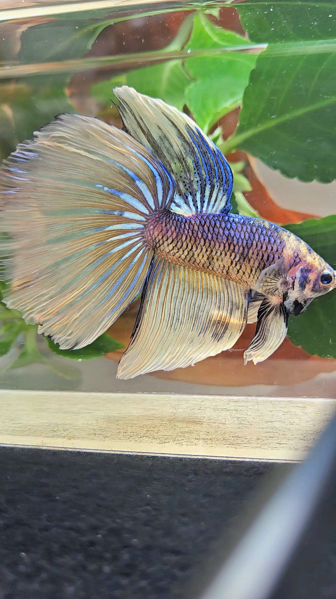 GIANT HALFMOON TOTAL 8,5CM+ YELLOW BLUE FANCY MUSTARD GAS BETTA FISH